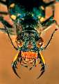 Lophyridia littoralis